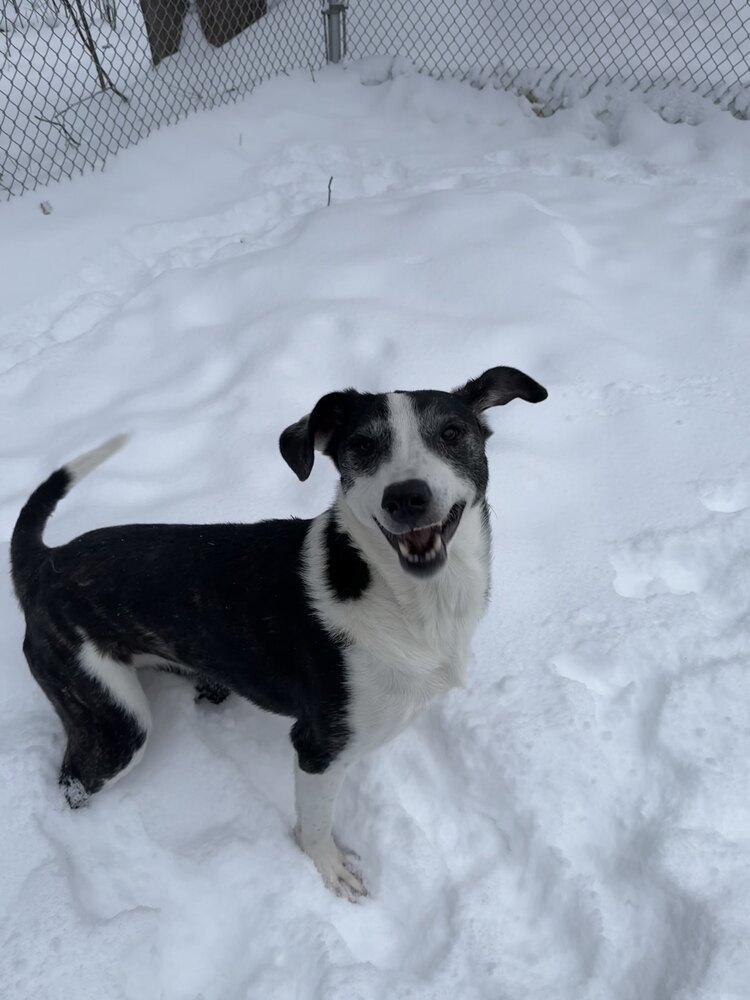 Lola, an adoptable Mixed Breed in Houghton, MI, 49931 | Photo Image 2