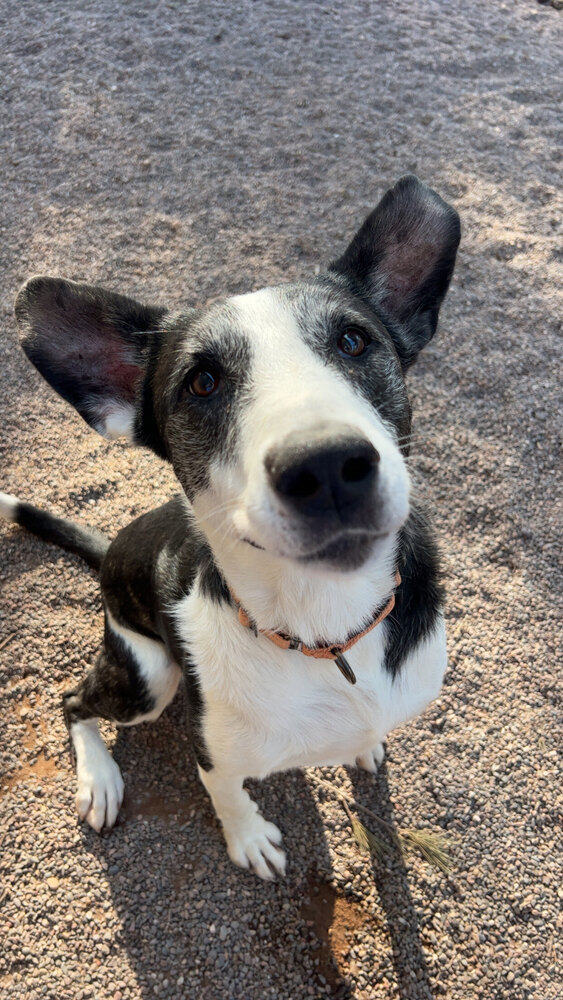 Lola, an adoptable Mixed Breed in Houghton, MI, 49931 | Photo Image 2