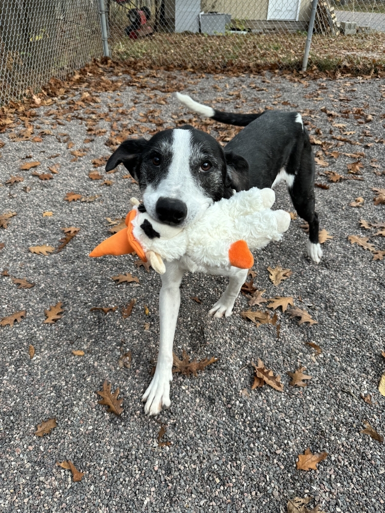 Lola, an adoptable Mixed Breed in Houghton, MI, 49931 | Photo Image 3