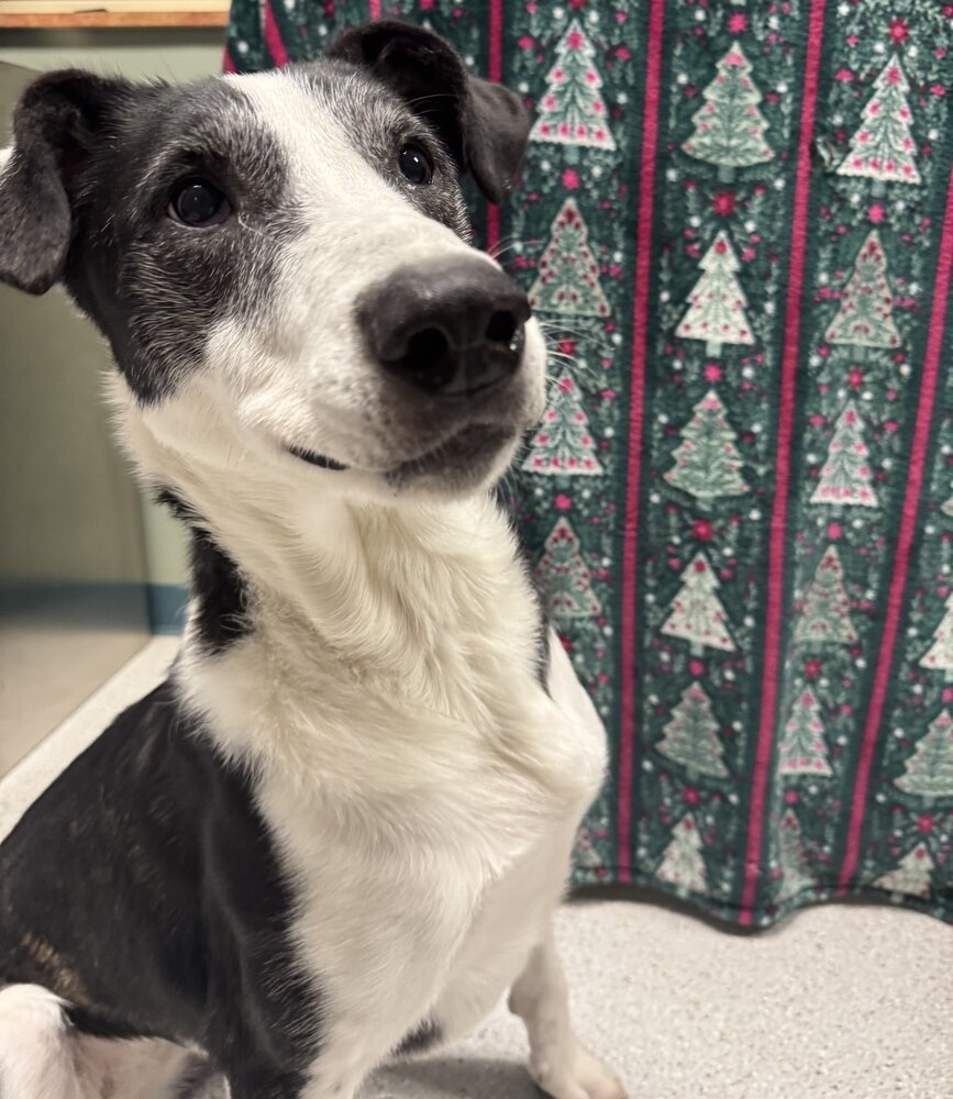 Lola, an adoptable Mixed Breed in Houghton, MI, 49931 | Photo Image 4