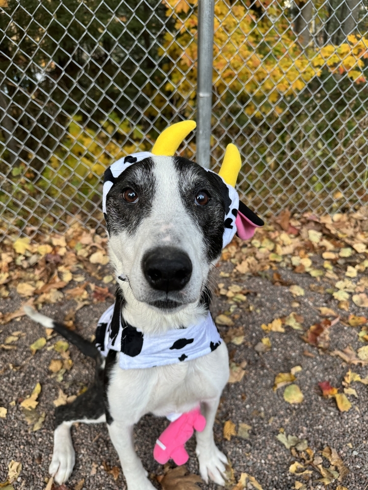 Lola, an adoptable Mixed Breed in Houghton, MI, 49931 | Photo Image 4