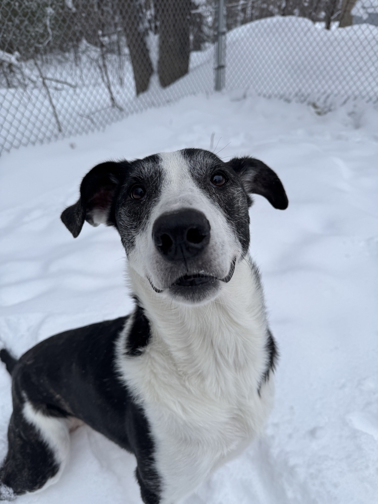 Lola, an adoptable Mixed Breed in Houghton, MI, 49931 | Photo Image 6