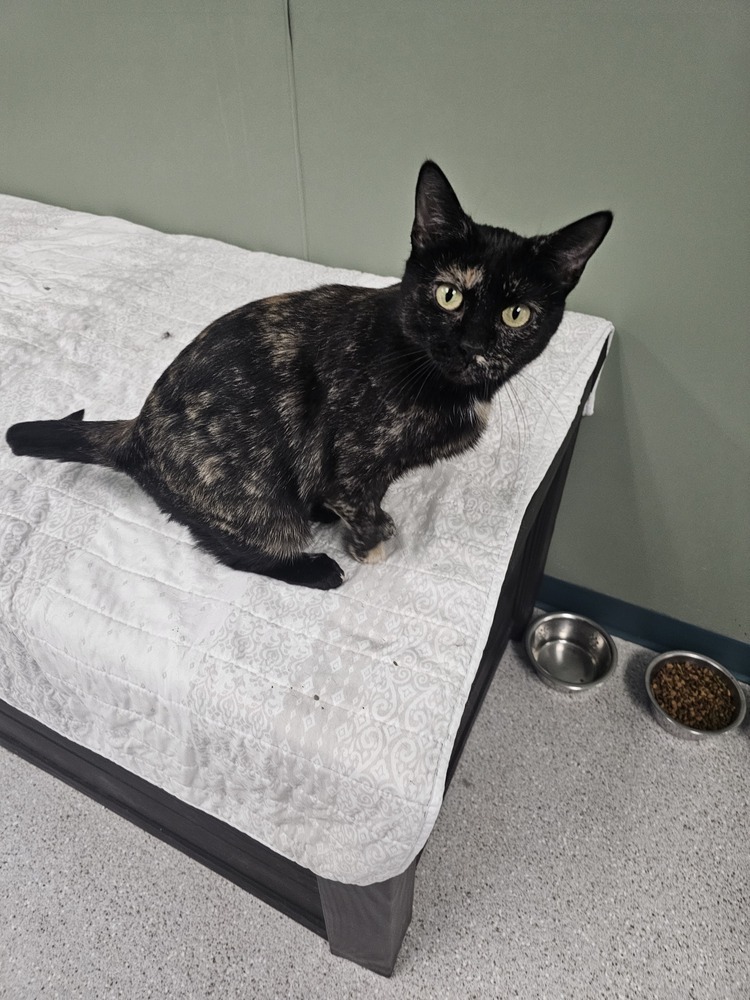 Mia, an adoptable Domestic Short Hair in Houghton, MI, 49931 | Photo Image 1
