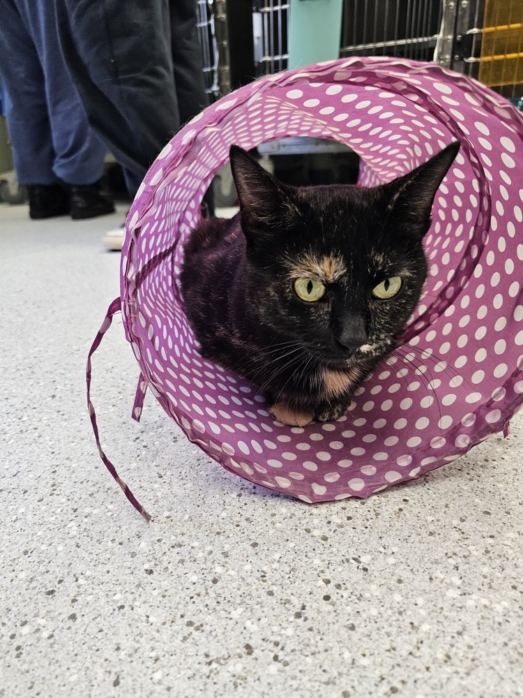 Mia, an adoptable Domestic Short Hair in Houghton, MI, 49931 | Photo Image 2