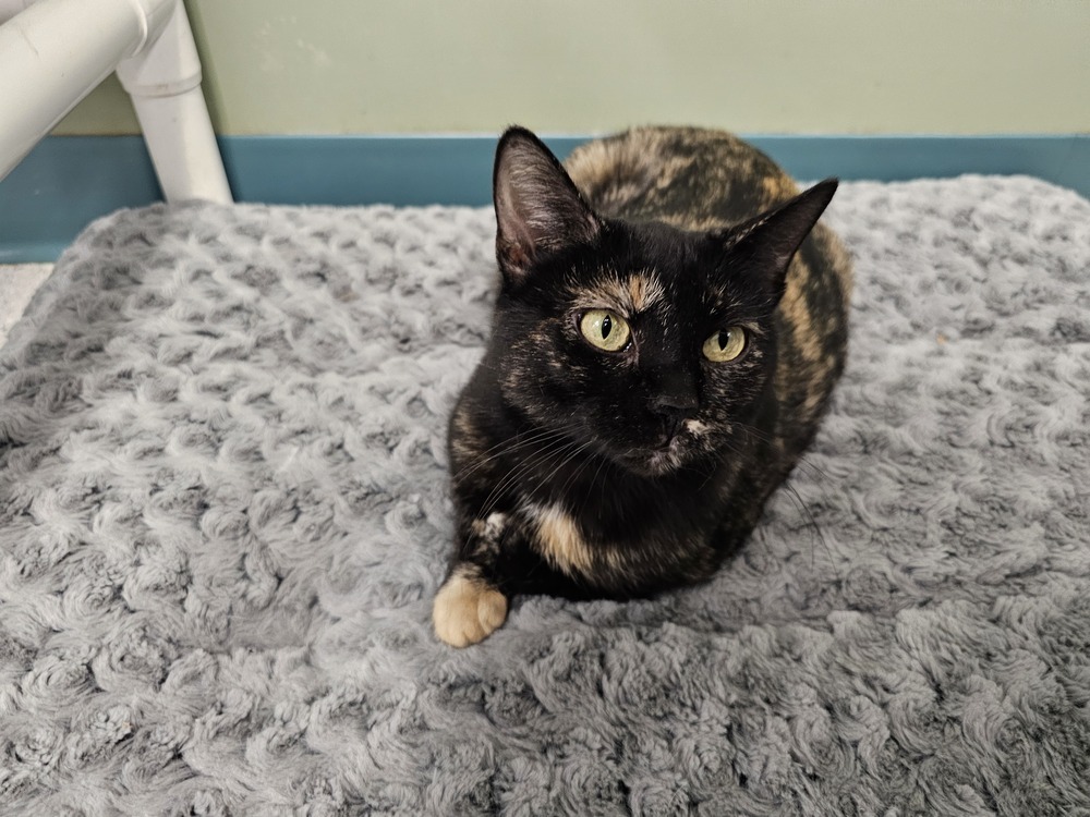 Mia, an adoptable Domestic Short Hair in Houghton, MI, 49931 | Photo Image 3