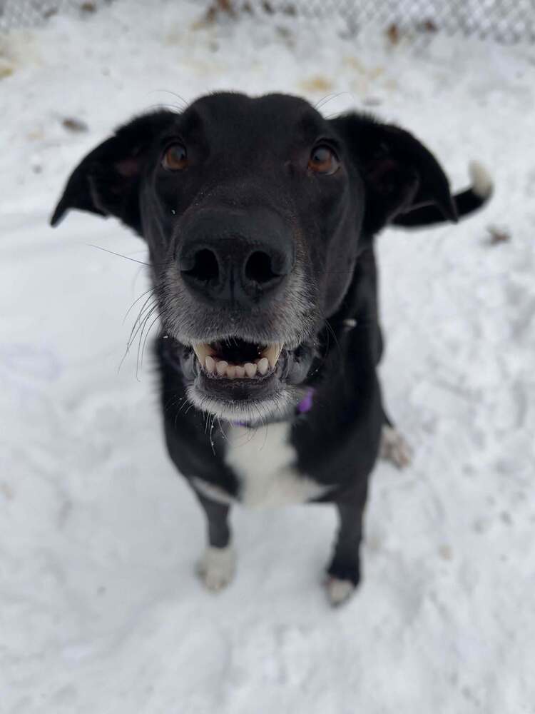 Buck, an adoptable Mixed Breed in Houghton, MI, 49931 | Photo Image 1