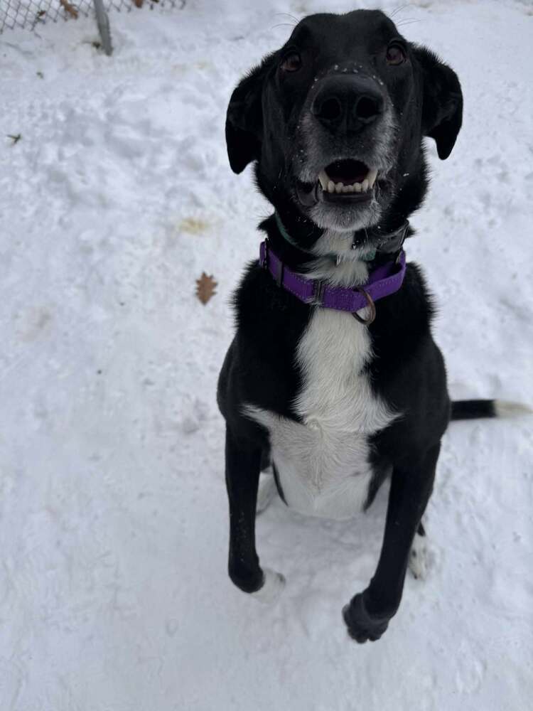 Buck, an adoptable Mixed Breed in Houghton, MI, 49931 | Photo Image 2