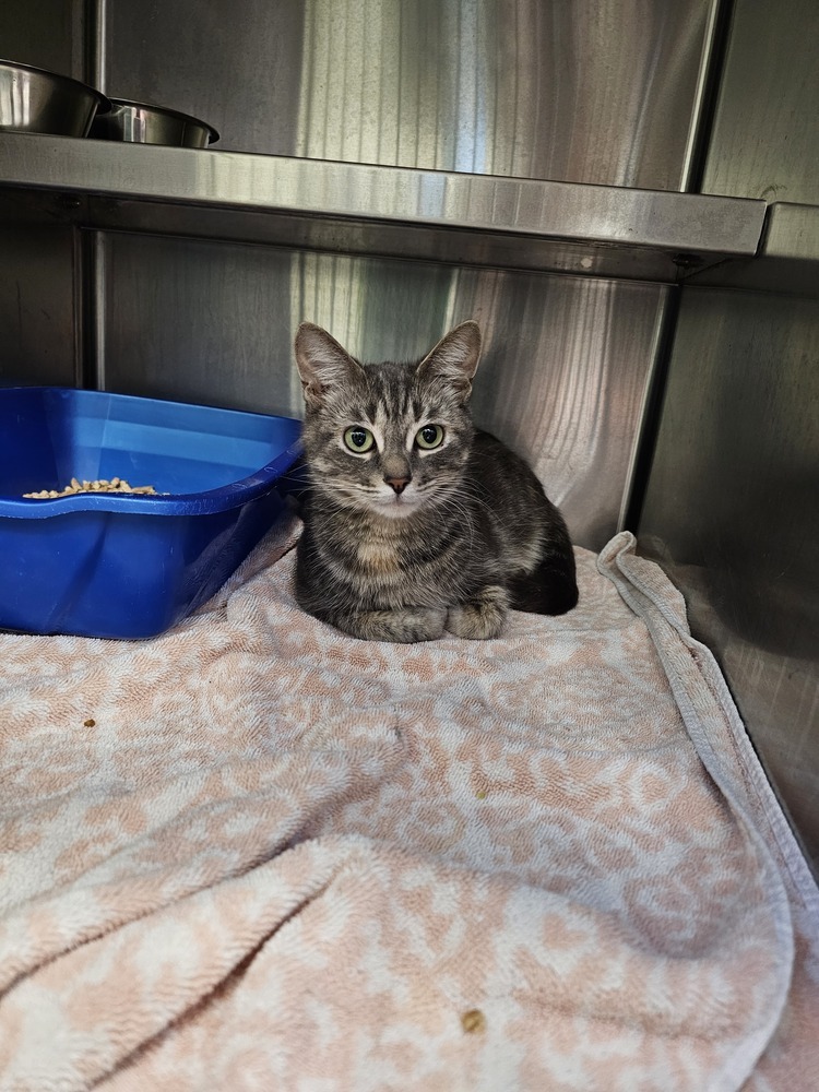 Carol, an adoptable Domestic Short Hair in Houghton, MI, 49931 | Photo Image 1