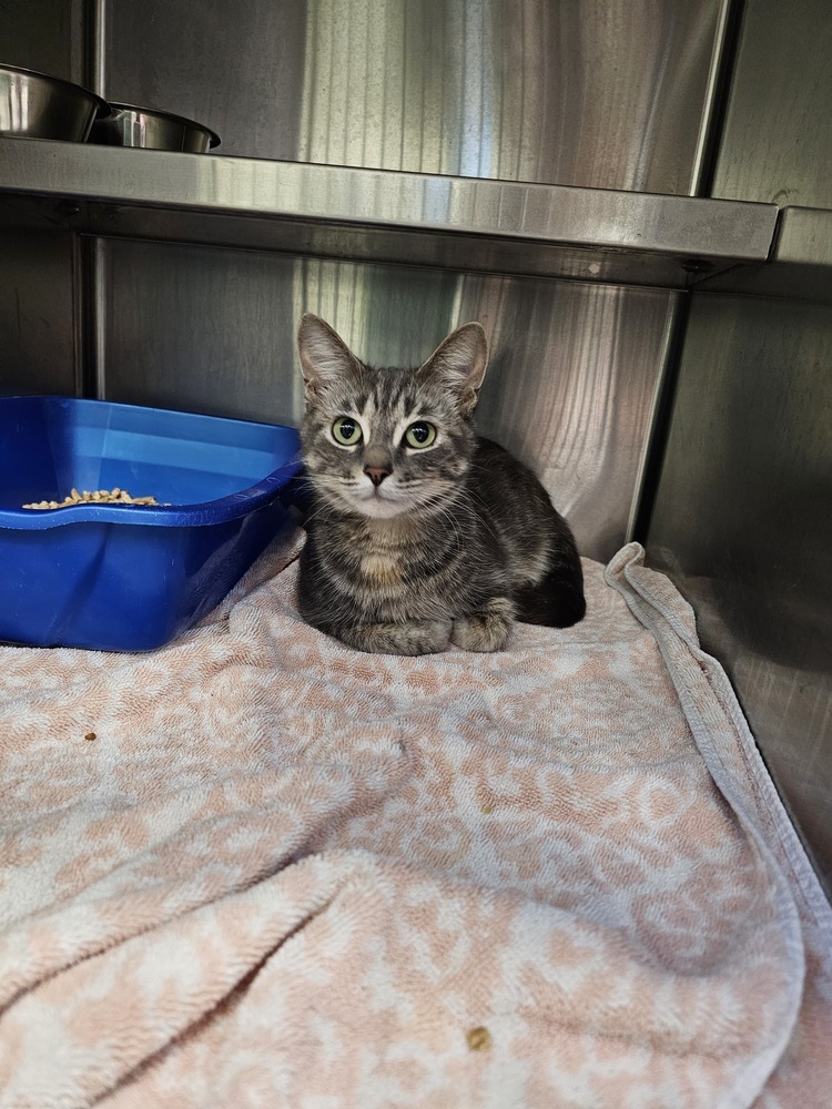 Carol, an adoptable Domestic Short Hair in Houghton, MI, 49931 | Photo Image 2