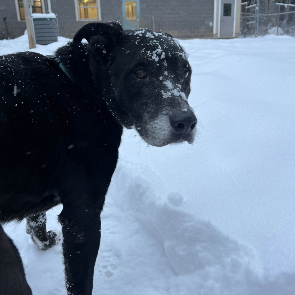 Chico, an adoptable Mixed Breed in Houghton, MI, 49931 | Photo Image 1