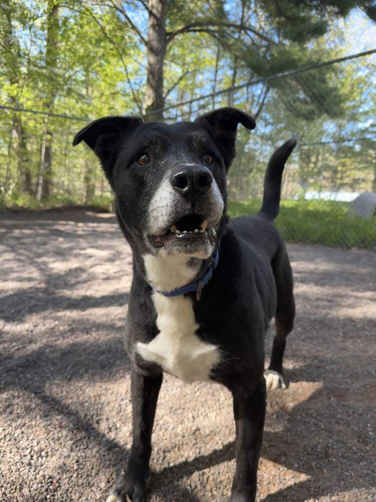 Chico, an adoptable Mixed Breed in Houghton, MI, 49931 | Photo Image 1