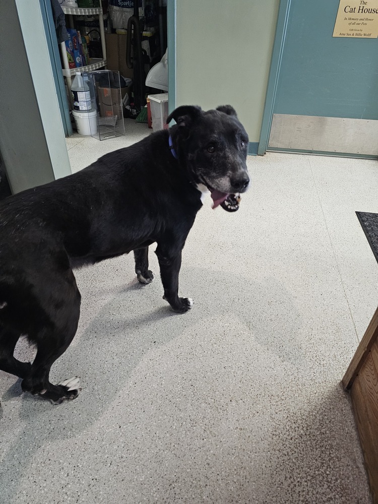 Chico, an adoptable Mixed Breed in Houghton, MI, 49931 | Photo Image 2