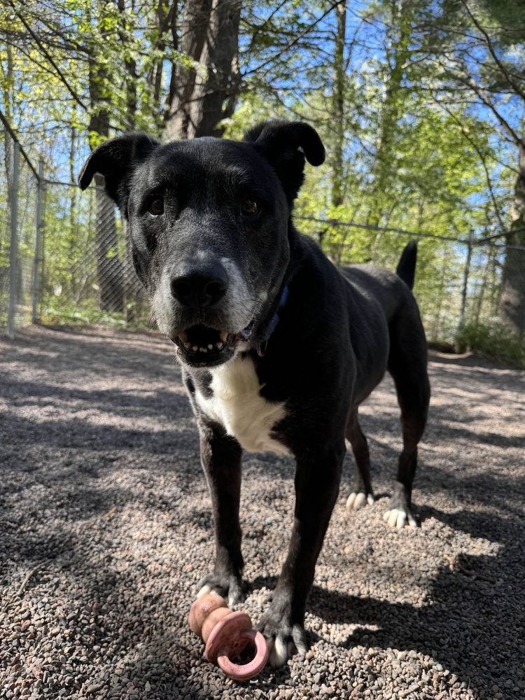 Chico, an adoptable Mixed Breed in Houghton, MI, 49931 | Photo Image 2