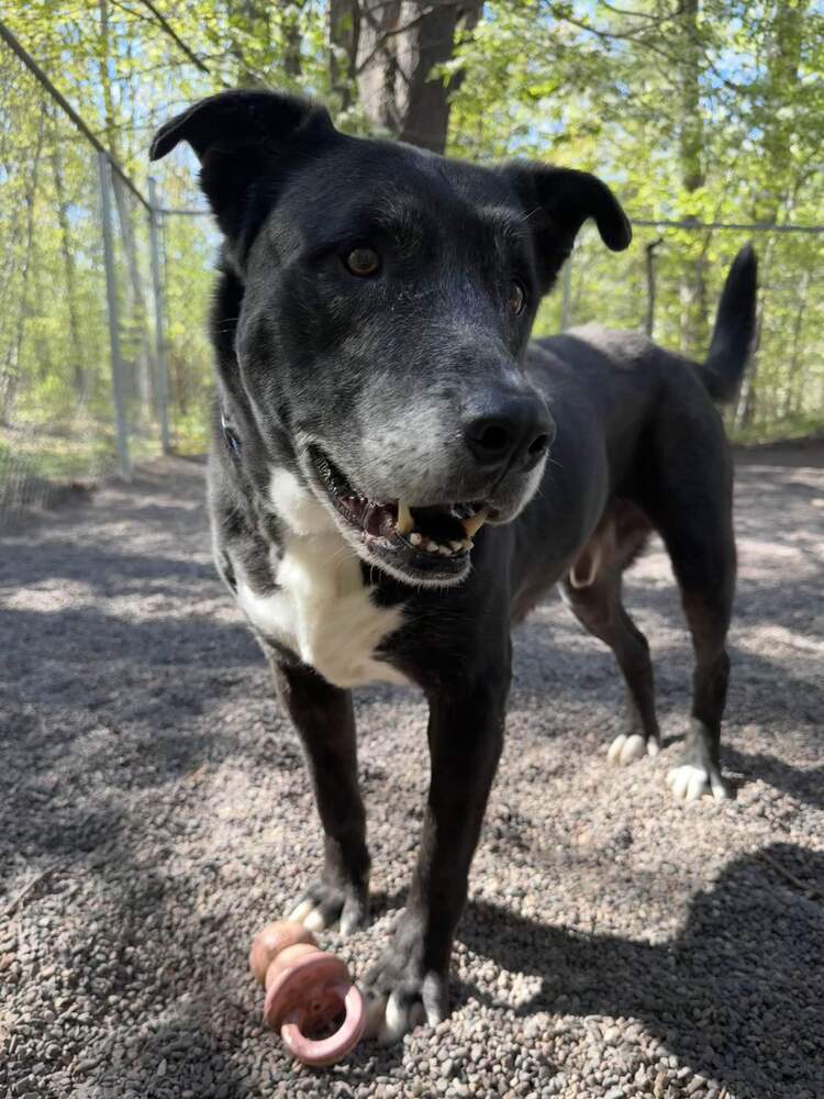 Chico, an adoptable Mixed Breed in Houghton, MI, 49931 | Photo Image 2