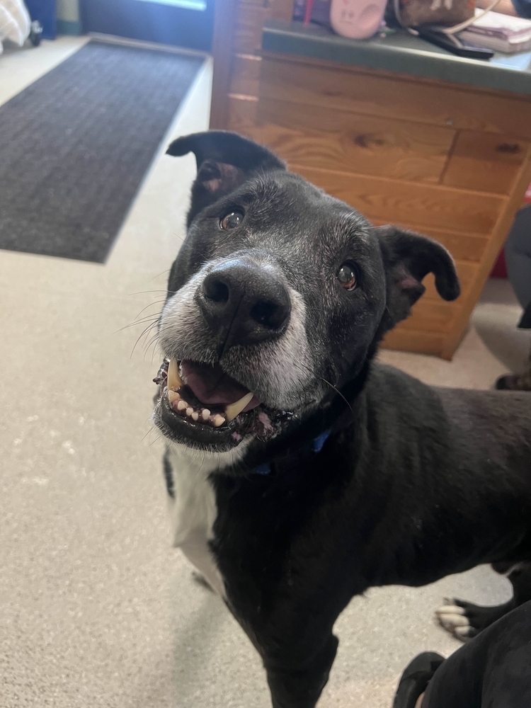 Chico, an adoptable Mixed Breed in Houghton, MI, 49931 | Photo Image 3