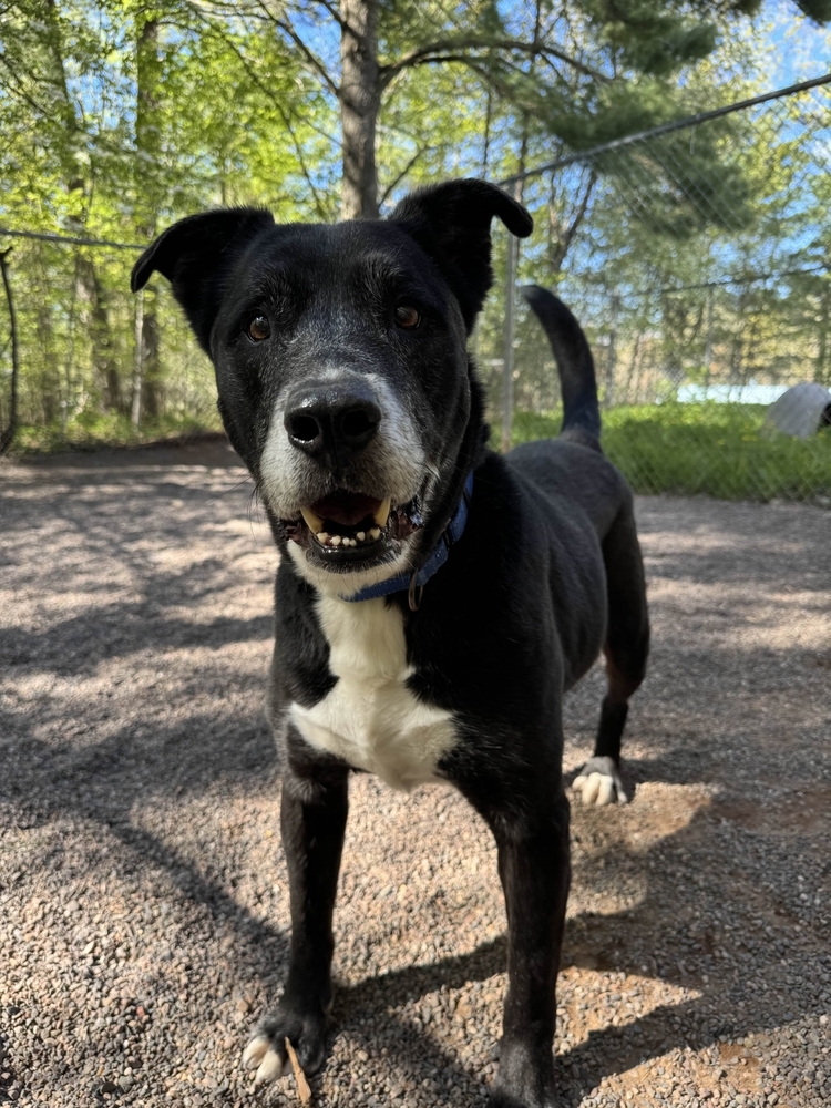 Chico, an adoptable Mixed Breed in Houghton, MI, 49931 | Photo Image 3