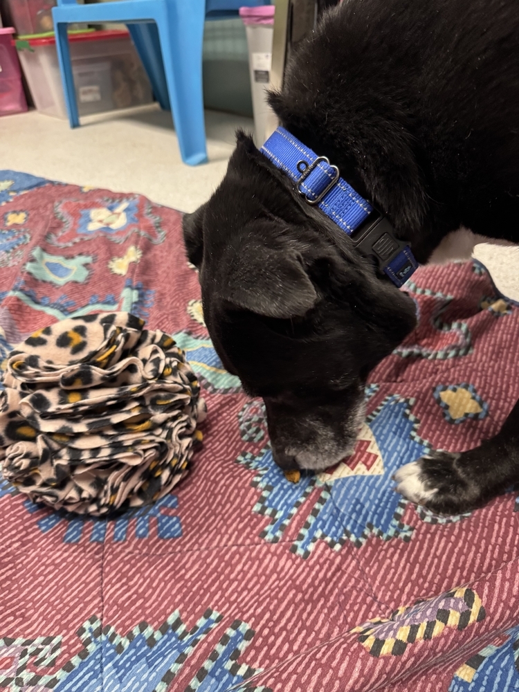 Chico, an adoptable Mixed Breed in Houghton, MI, 49931 | Photo Image 4