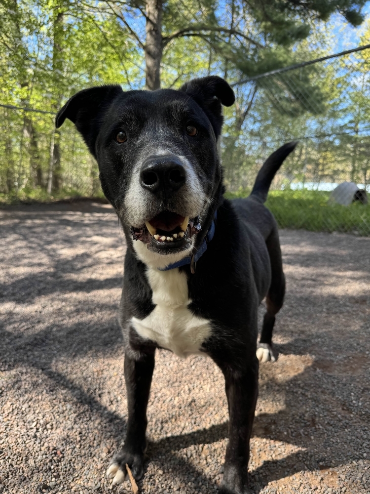 Chico, an adoptable Mixed Breed in Houghton, MI, 49931 | Photo Image 4