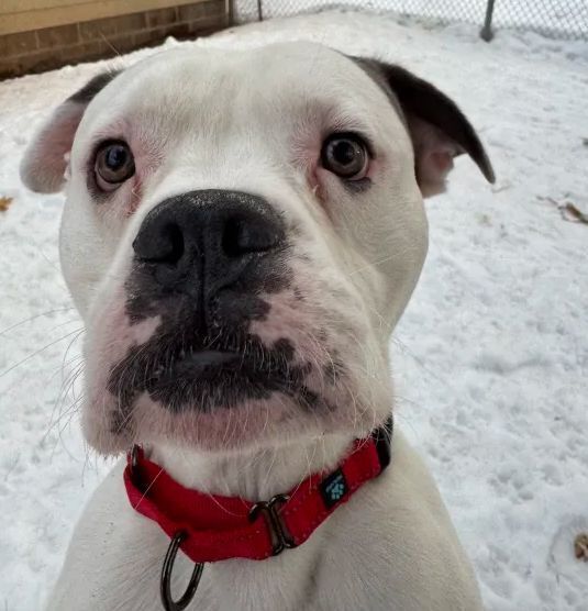 Zeus, an adoptable Mixed Breed in Houghton, MI, 49931 | Photo Image 1