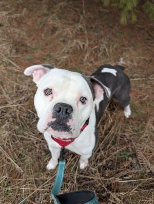 Zeus, Adult Male Mixed Breed