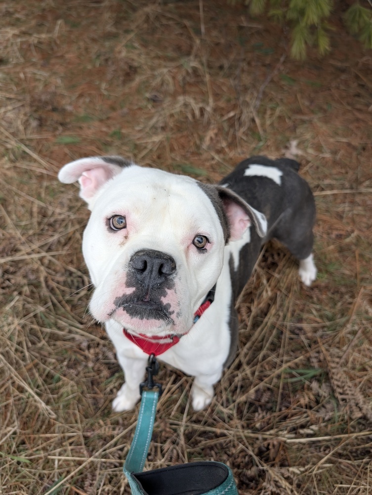 Zeus, an adoptable Mixed Breed in Houghton, MI, 49931 | Photo Image 1