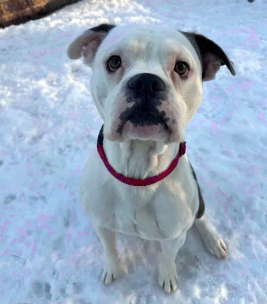 Zeus, an adoptable Mixed Breed in Houghton, MI, 49931 | Photo Image 2
