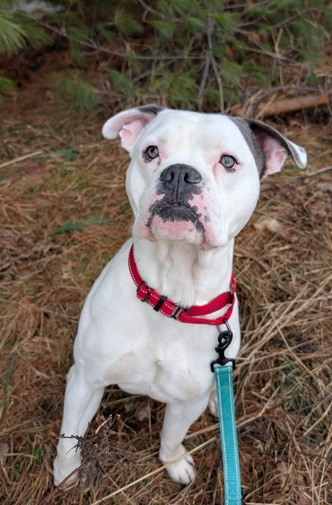 Zeus, an adoptable Mixed Breed in Houghton, MI, 49931 | Photo Image 2