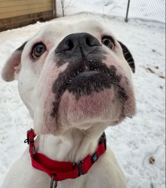Zeus, an adoptable Mixed Breed in Houghton, MI, 49931 | Photo Image 3