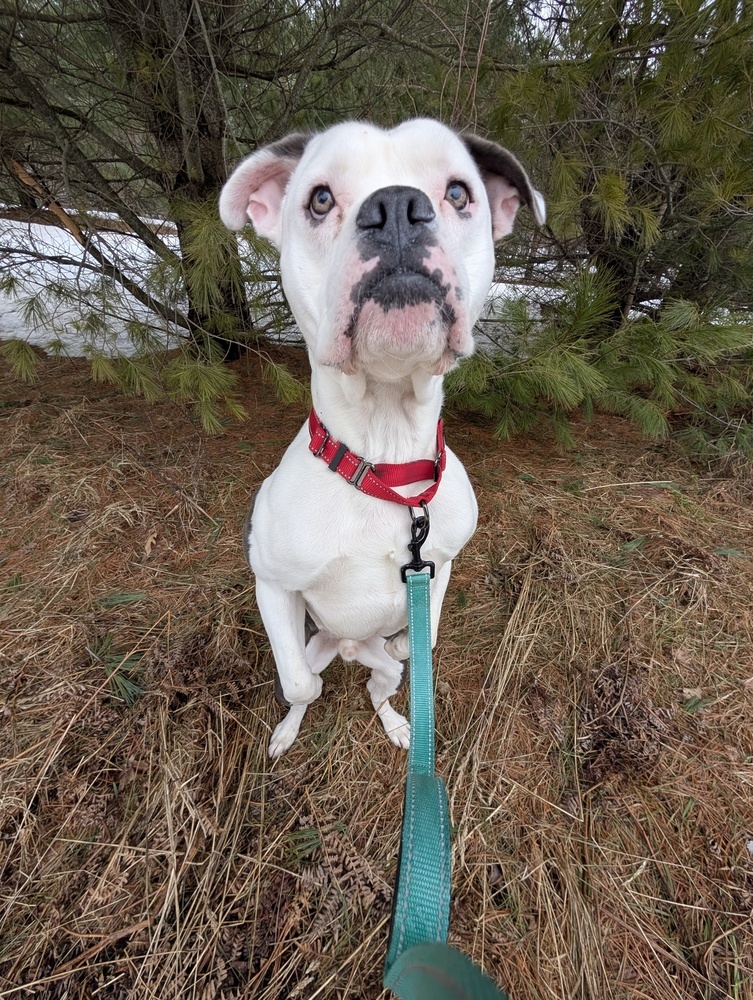 Zeus, an adoptable Mixed Breed in Houghton, MI, 49931 | Photo Image 3