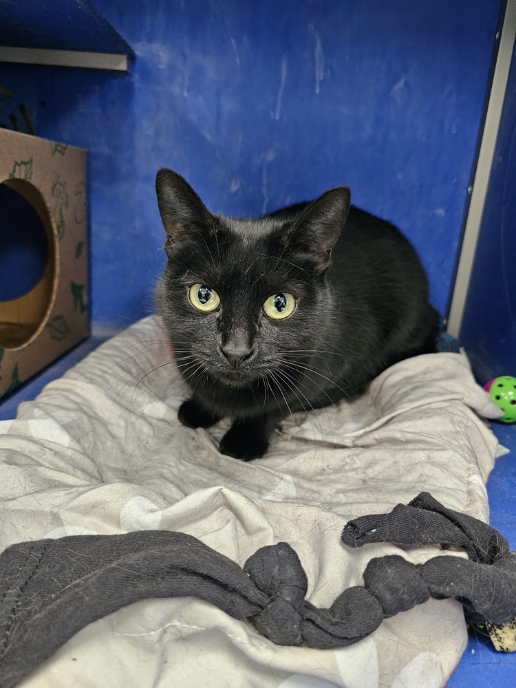 Kerrygold, an adoptable Domestic Short Hair in Houghton, MI, 49931 | Photo Image 1