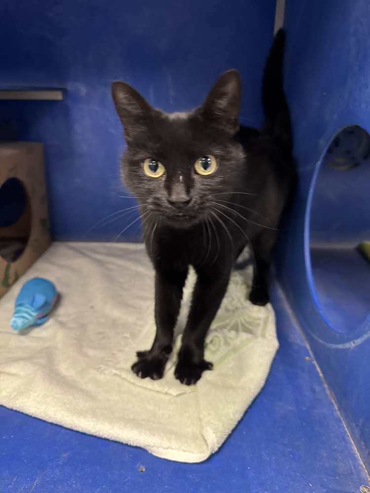 Kerrygold, an adoptable Domestic Short Hair in Houghton, MI, 49931 | Photo Image 3