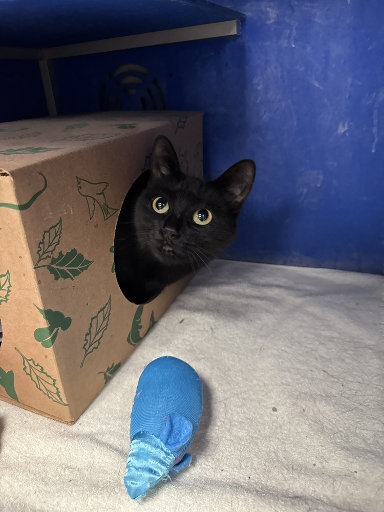 Kerrygold, an adoptable Domestic Short Hair in Houghton, MI, 49931 | Photo Image 4