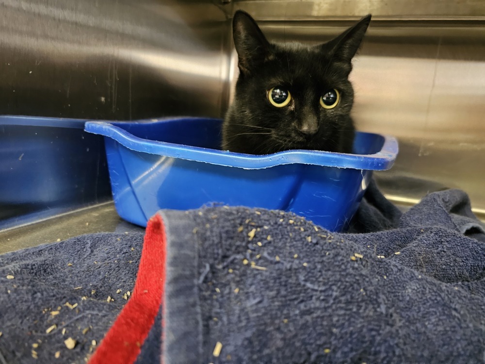 Kerrygold, an adoptable Domestic Short Hair in Houghton, MI, 49931 | Photo Image 5