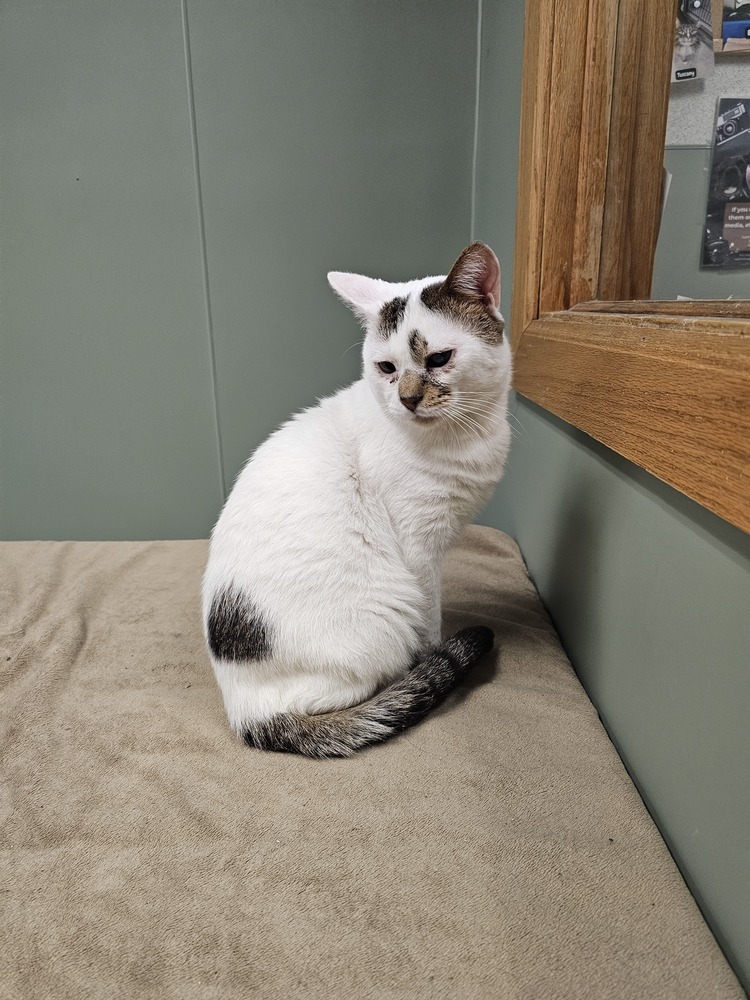 Plugra, an adoptable Domestic Short Hair in Houghton, MI, 49931 | Photo Image 1