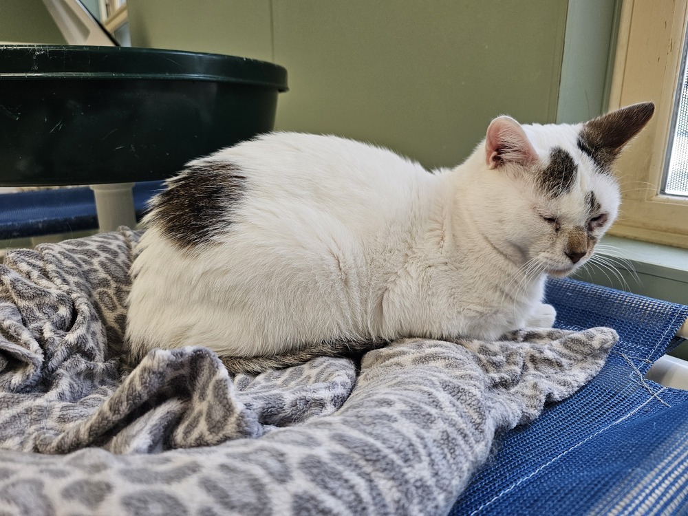 Plugra, an adoptable Domestic Short Hair in Houghton, MI, 49931 | Photo Image 2