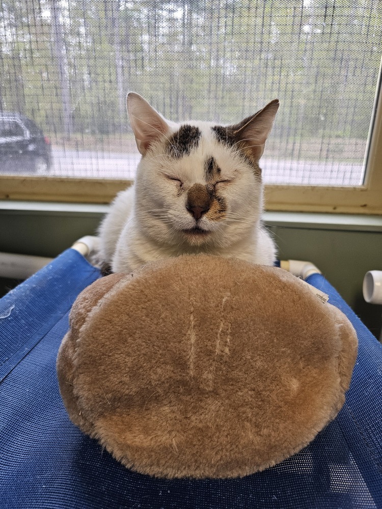 Plugra, an adoptable Domestic Short Hair in Houghton, MI, 49931 | Photo Image 3