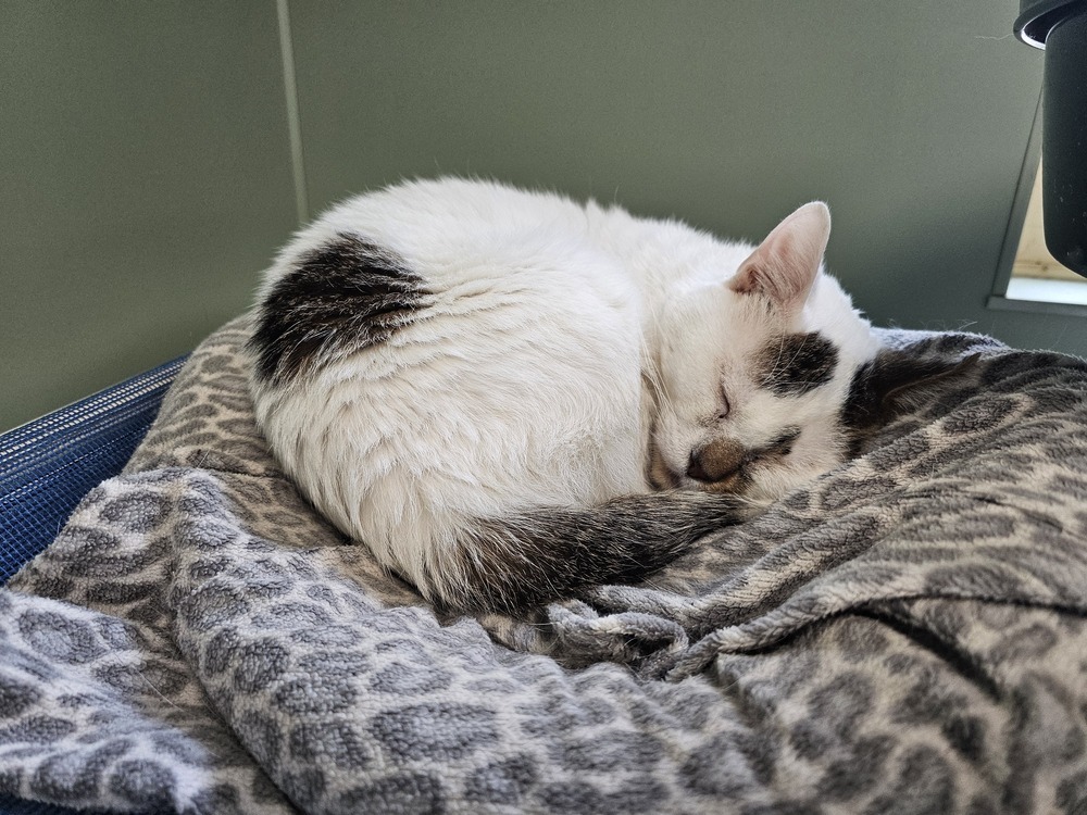 Plugra, an adoptable Domestic Short Hair in Houghton, MI, 49931 | Photo Image 4