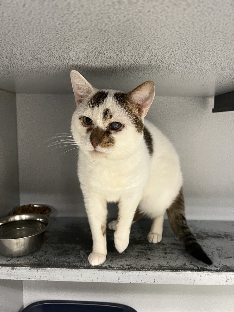Plugra, an adoptable Domestic Short Hair in Houghton, MI, 49931 | Photo Image 6