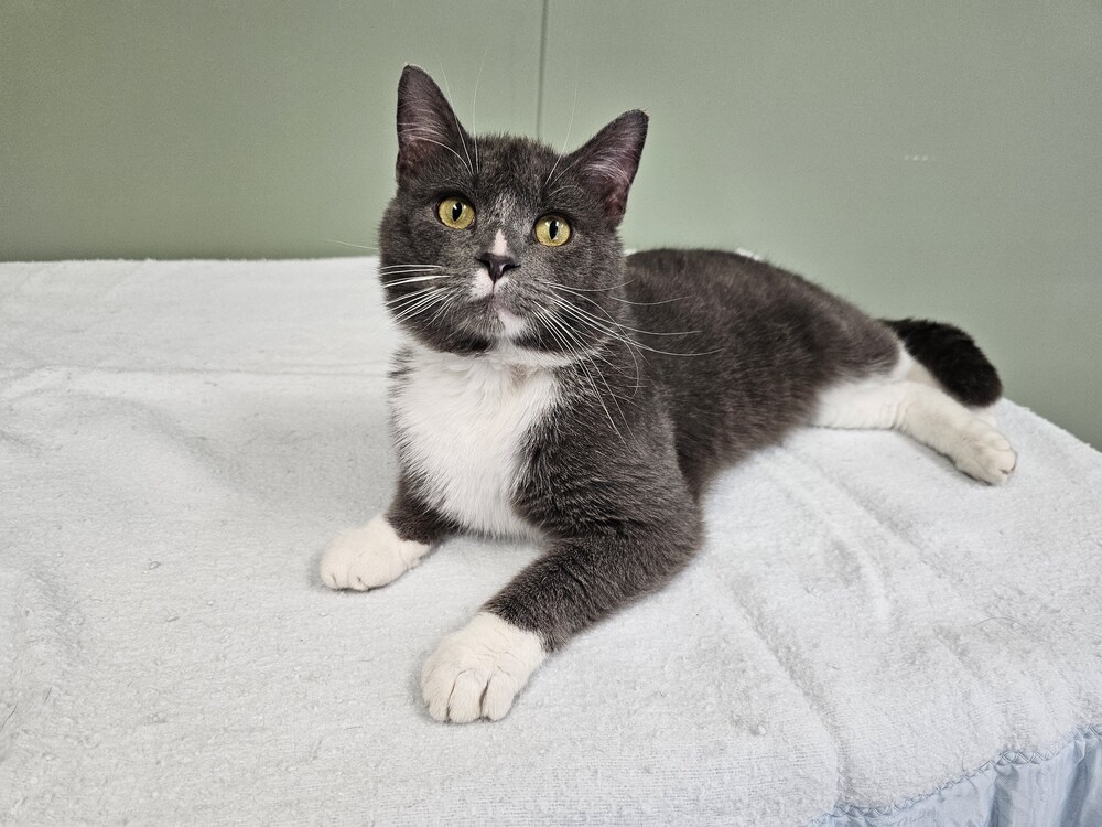 Chad, an adoptable Domestic Short Hair in Houghton, MI, 49931 | Photo Image 1