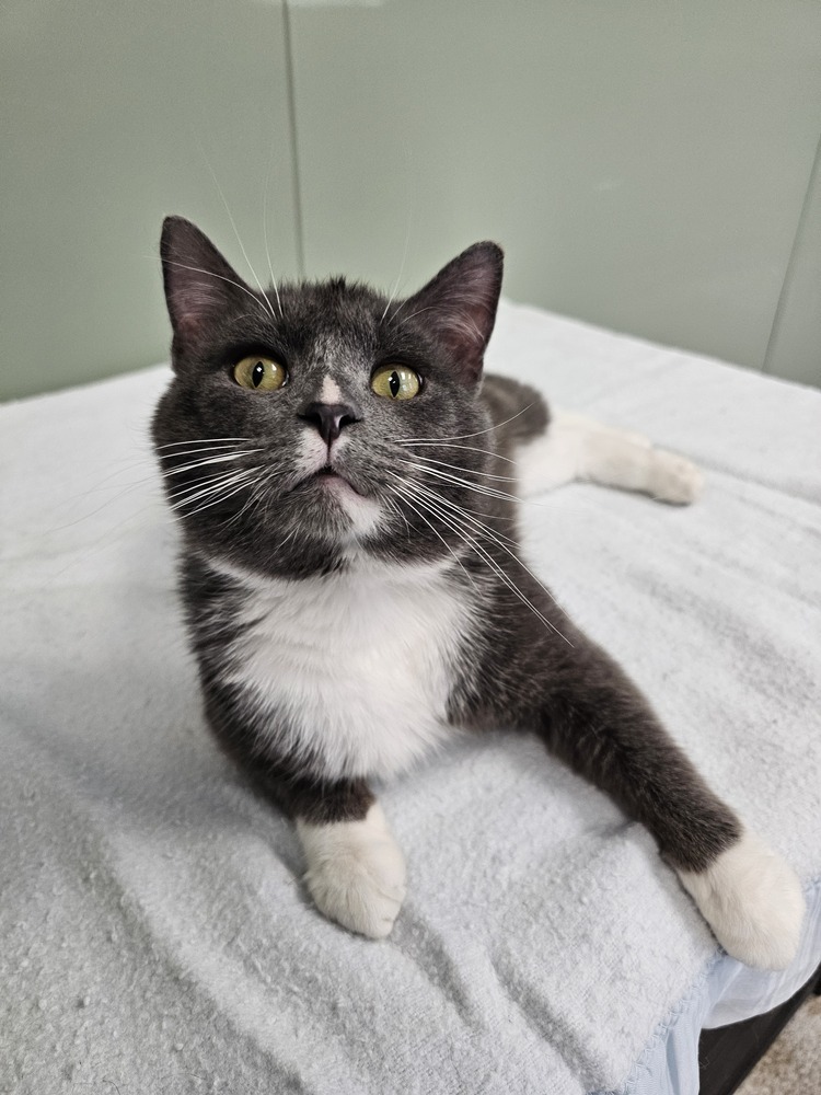 Chad, an adoptable Domestic Short Hair in Houghton, MI, 49931 | Photo Image 2