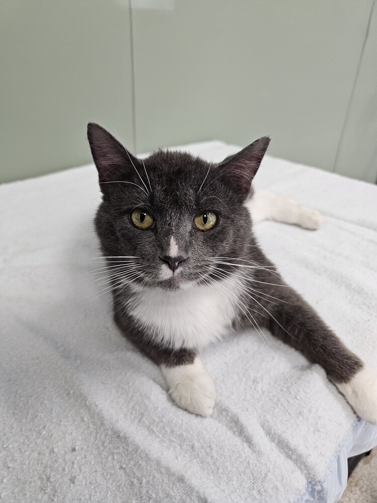 Chad, an adoptable Domestic Short Hair in Houghton, MI, 49931 | Photo Image 3