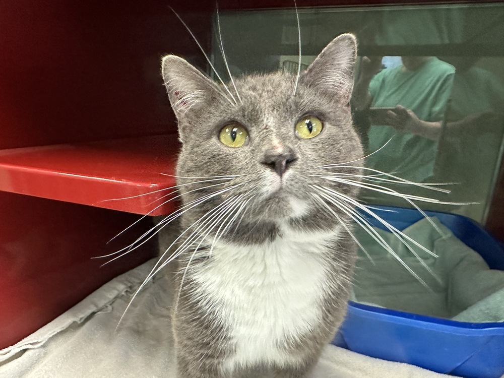 Chad, an adoptable Domestic Short Hair in Houghton, MI, 49931 | Photo Image 4
