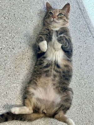 Lotta, Adult Female Domestic Short Hair