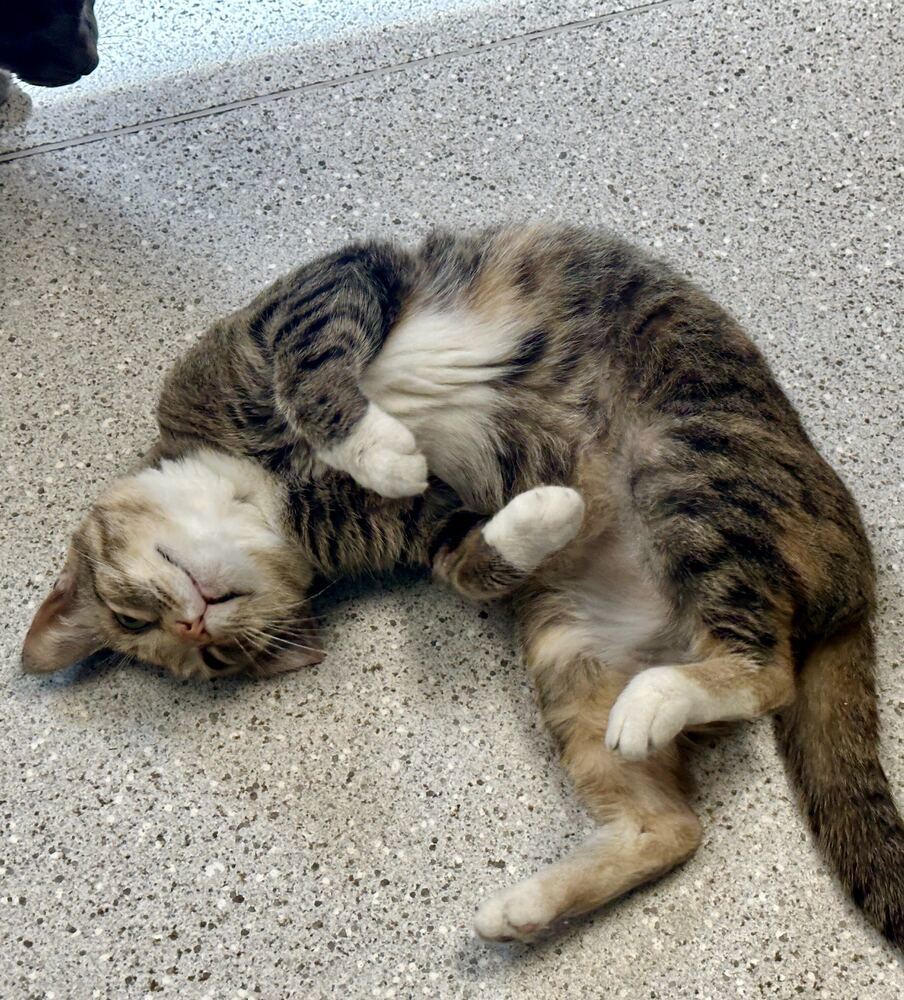 Lotta, an adoptable Domestic Short Hair in Houghton, MI, 49931 | Photo Image 2