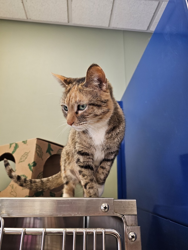 Lotta, an adoptable Domestic Short Hair in Houghton, MI, 49931 | Photo Image 3