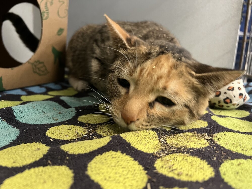 Lotta, an adoptable Domestic Short Hair in Houghton, MI, 49931 | Photo Image 4