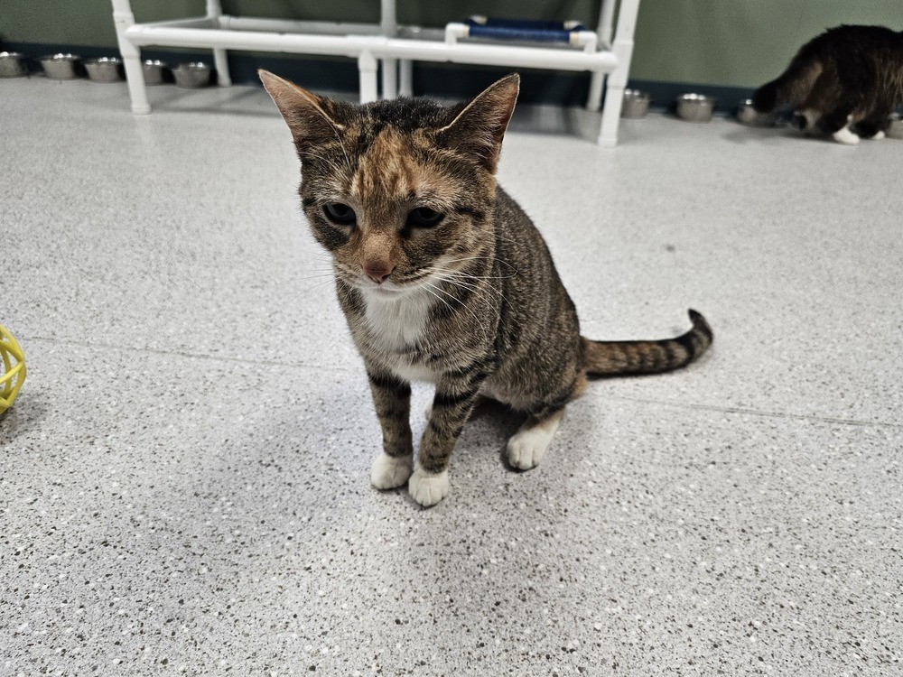 Lotta, an adoptable Domestic Short Hair in Houghton, MI, 49931 | Photo Image 5