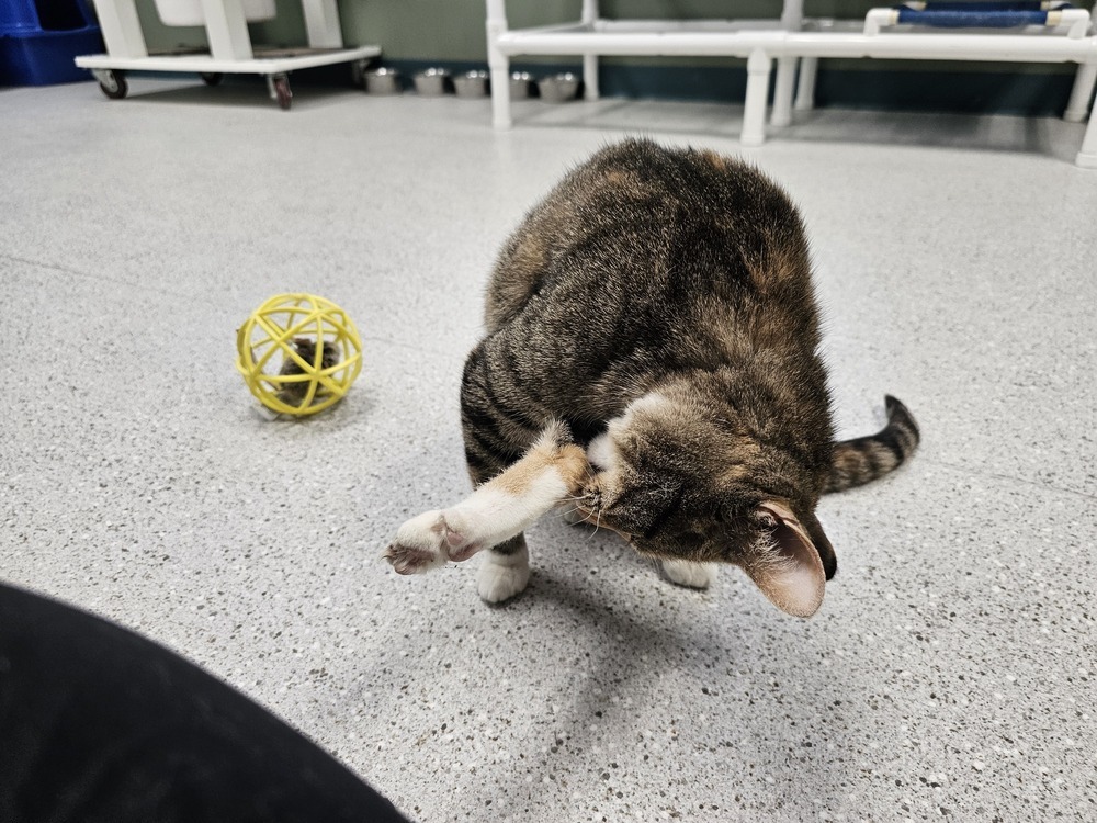 Lotta, an adoptable Domestic Short Hair in Houghton, MI, 49931 | Photo Image 6