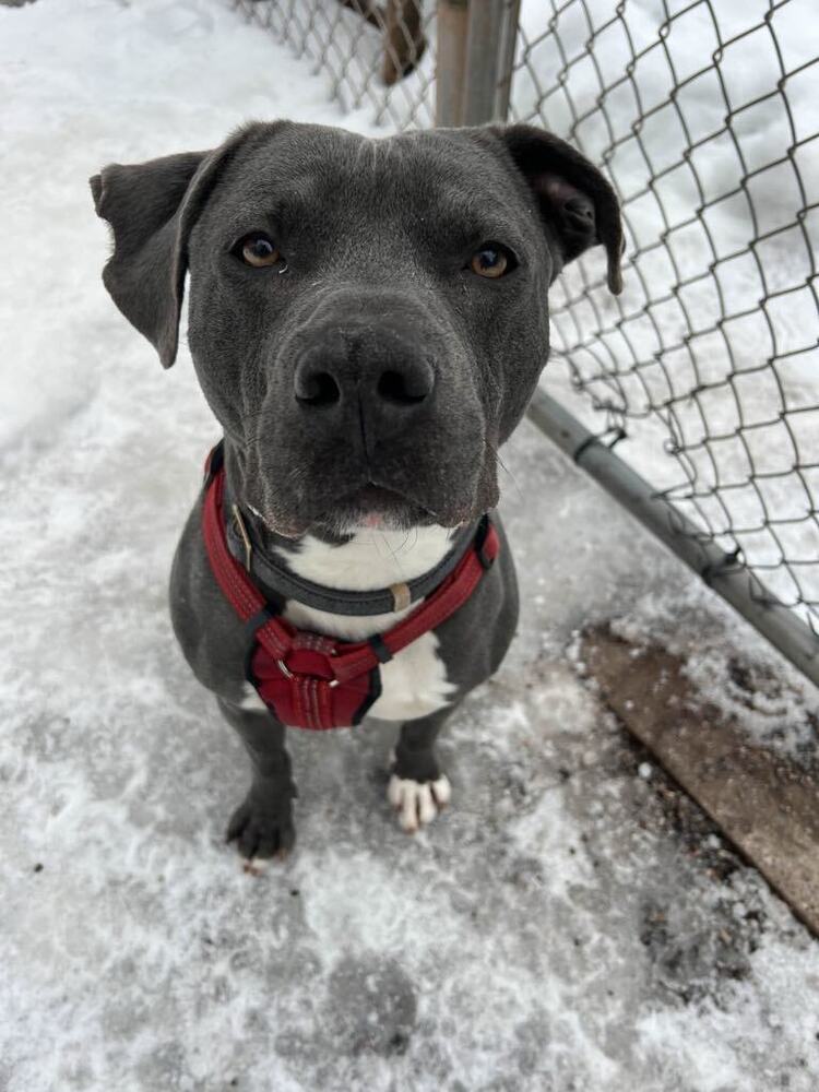 AJ, an adoptable Pit Bull Terrier in Houghton, MI, 49931 | Photo Image 1