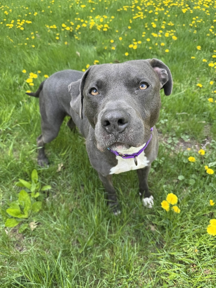 AJ, an adoptable Pit Bull Terrier in Houghton, MI, 49931 | Photo Image 1